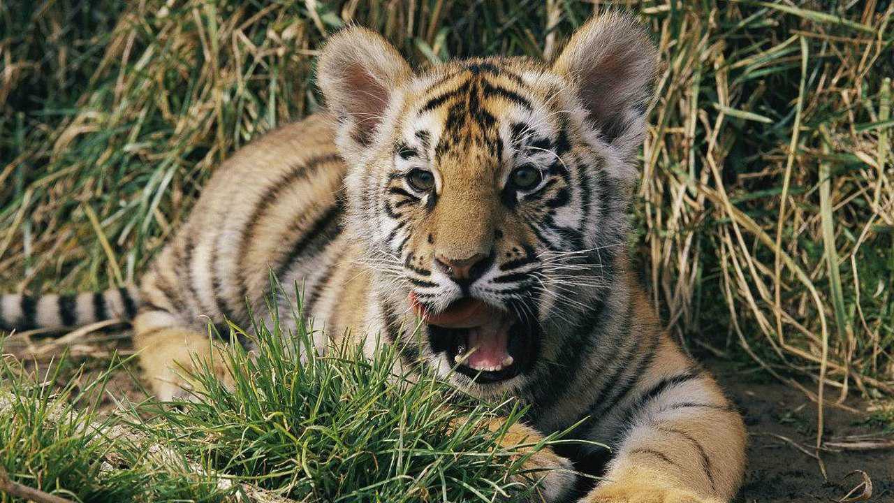 小老虎幼崽虎头虎脑的,像人类孩子一样,浑身上下都散发着可爱!