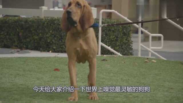 嗅觉巨灵敏的寻血猎犬,曾经连续追踪220公里,是很有爱的家庭犬