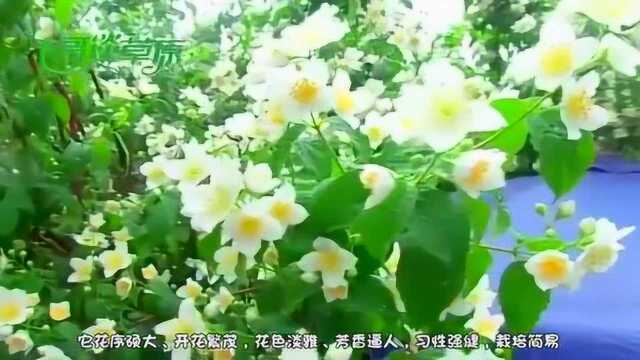 天然长成十多米高的丁香花树