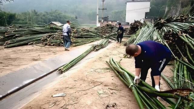 第一次见!造纸原料竹子竹片加工全过程