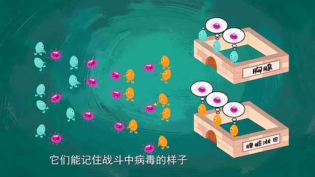 阿优学科学:看细胞是怎么跟病毒作战