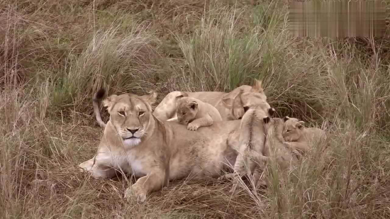 狮子一家玩耍小狮子调皮直接爬到妈妈身上真是个小机灵
