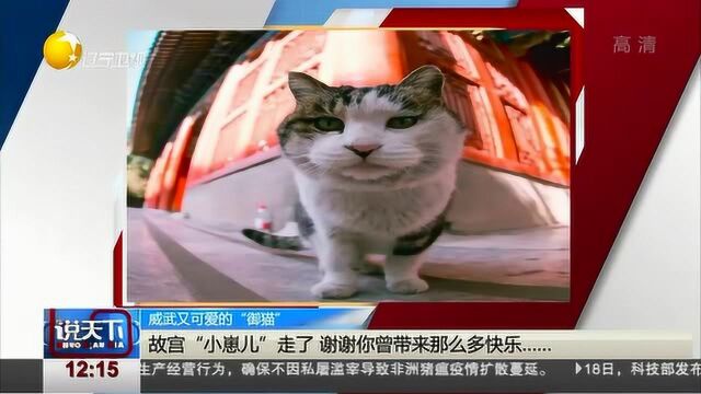 故宫网红猫“小崽儿”走了,每张照片都是纪念!