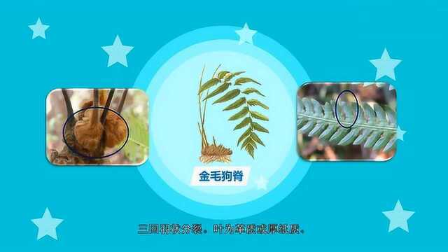 秒懂百科原来金毛狗脊长这样