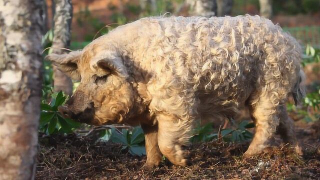 英国农场专养卷毛猪 每个人都以为这是羊