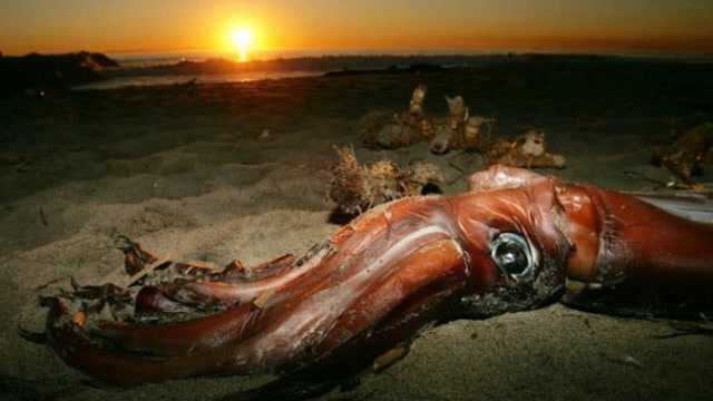 神秘深海的巨型怪物竟能击杀鲸鱼,强大力量寿命却只有一年