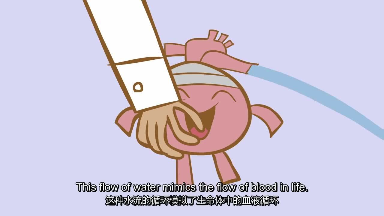 心脏是如何泵血的_高清