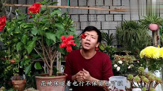 扶桑花养殖方法与爆盆技巧,一盆花开百朵,壮观无限