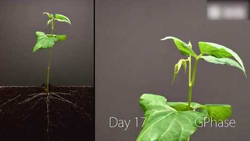 一颗种子的25天，从中感受生命的力量