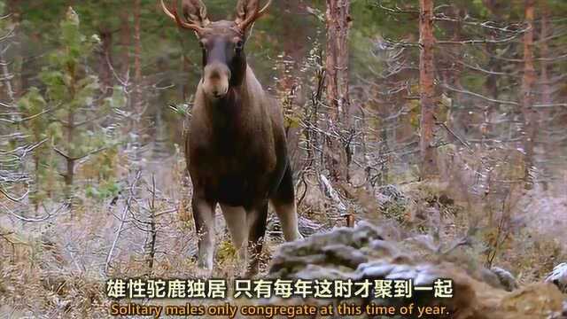 动物的故事:秋季的驼鹿到了发情的时候,繁殖的时机稍纵即逝