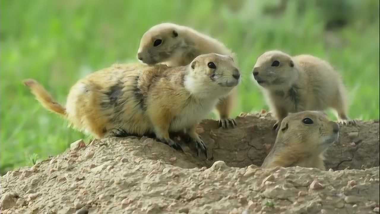 一群草原鼠生活在一起,互相放风