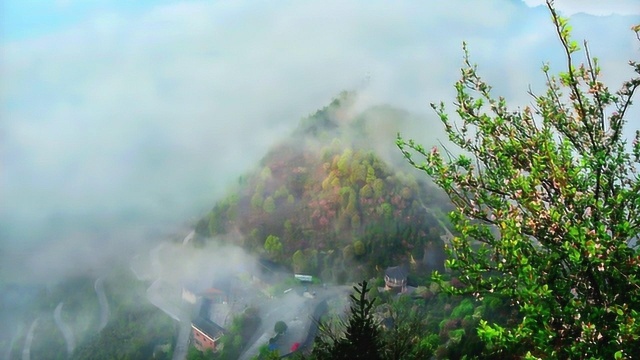 宜宾零距离2018龙茶花海