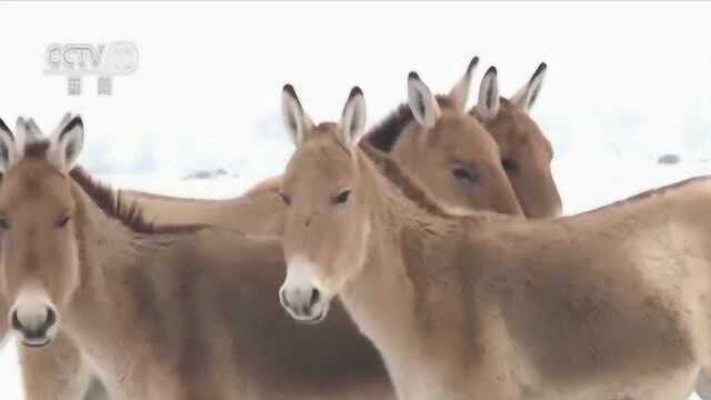 新疆奇台县发现成群蒙古野驴