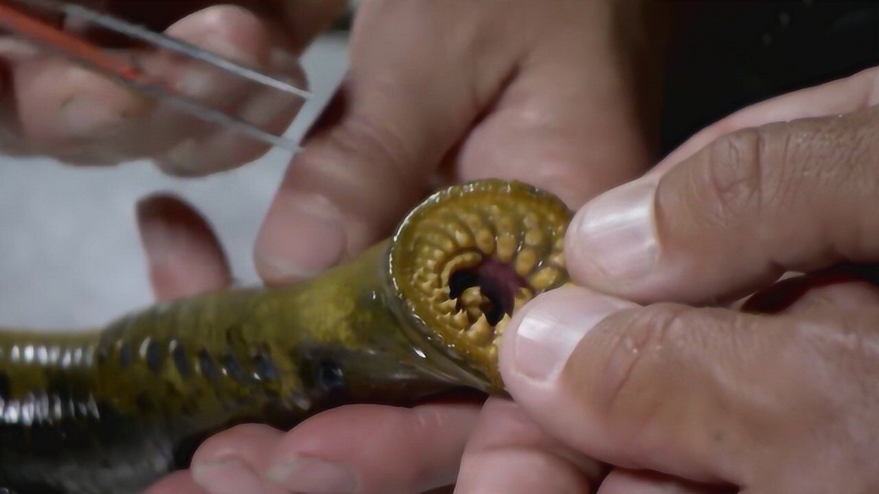 密布利齿的七鳃鳗,《金刚》中的怪物原型,却是人类可口美食