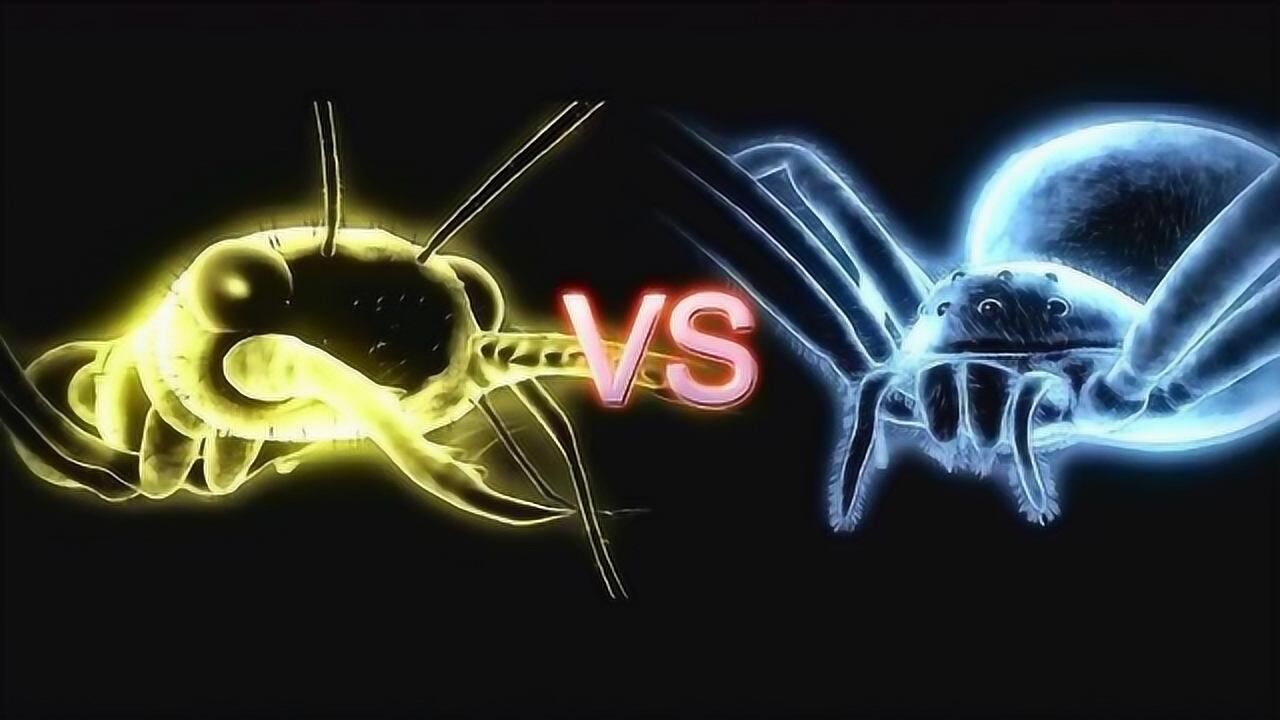 世界最大蚂蚁大战黑寡妇蜘蛛结果让人震撼一物降一物啊