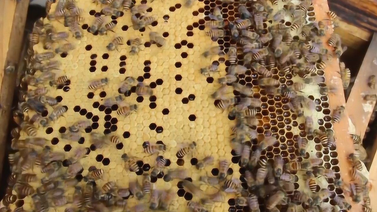 养蜂教你一招,让蜂王快速产卵,得以加快蜜蜂繁殖