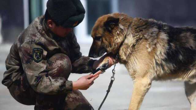 很多人都想领养军犬,你知道军犬的伙食费吗?你的工资可能养不起!