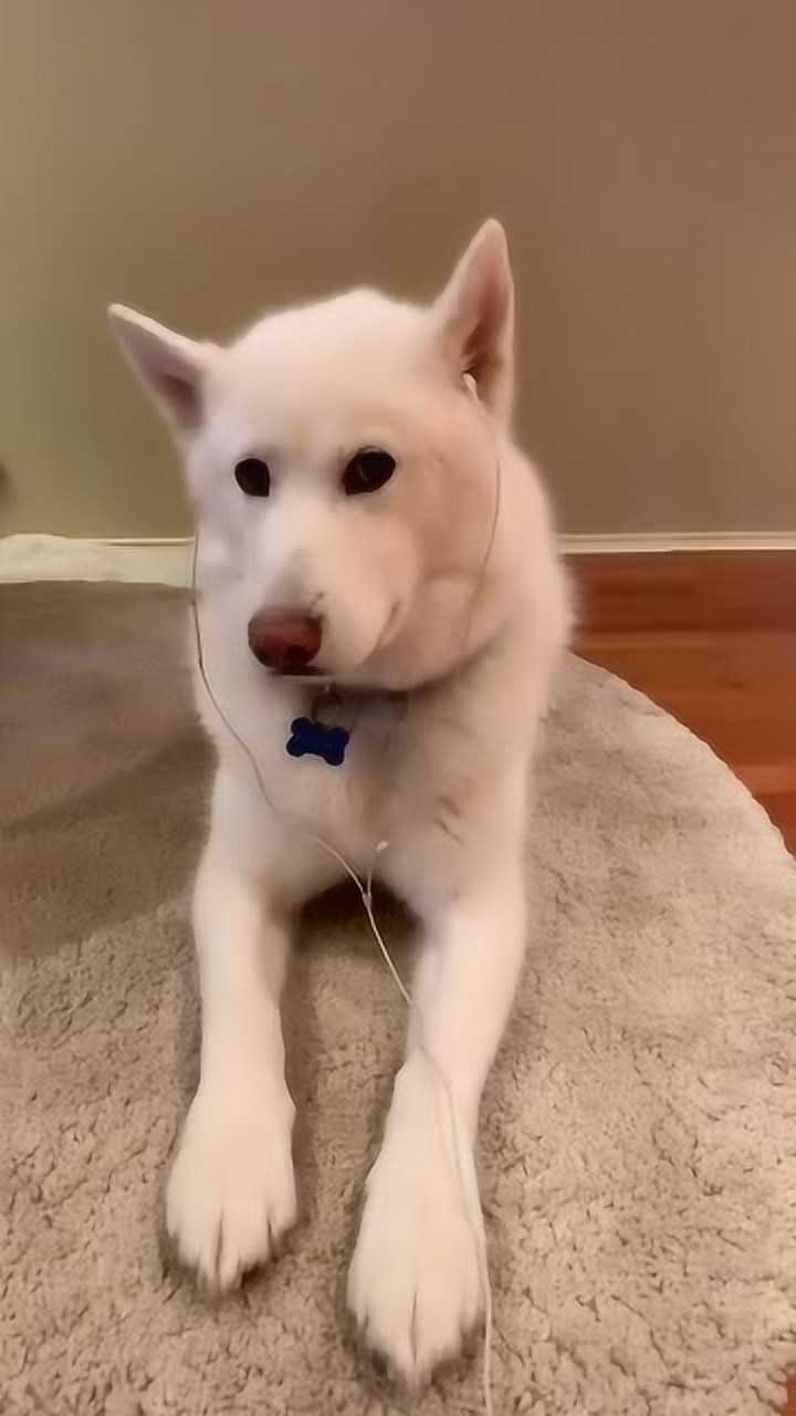 主人给狗狗听音乐狗狗戴耳机的样子真是太萌了