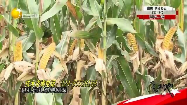 熙园9号玉米是个宝,抗涝品种销售旺