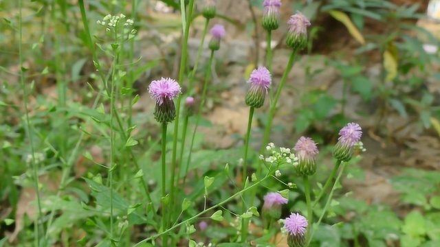 春天这种野草专治骨折,全草入药消肿化瘀,农村却常用它喂猪!