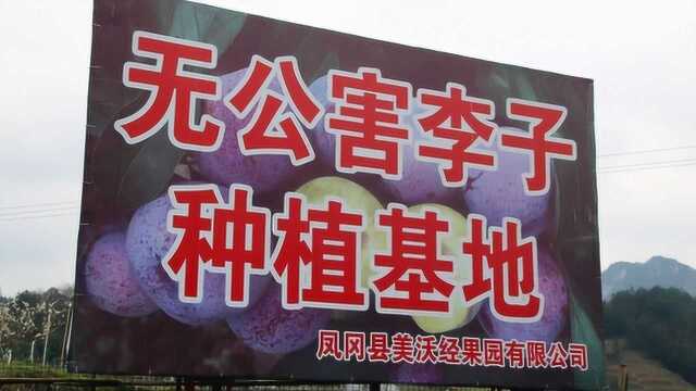 航拍凤冈县进化镇中心村李子园花开视频