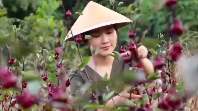 滇西小哥:植物宝石——洛神花,这名字取得真好!