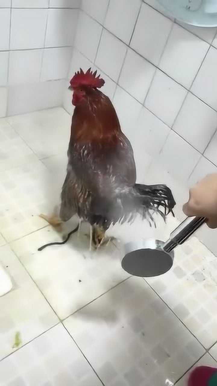 敢给公鸡洗澡的小哥哥是第一个厉害