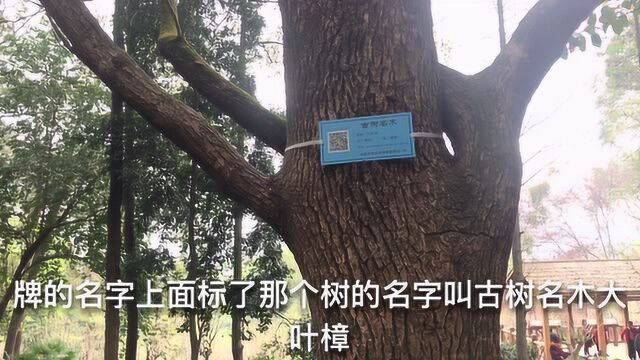 成都植物园是旅游休闲的综合性植物园,也是四川省一所人工植物园