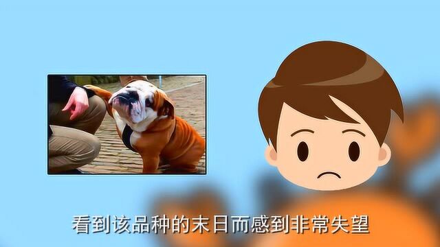 英国斗牛犬的发展史