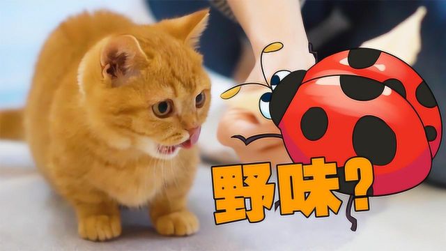 家里突现一只瓢虫!猫:还不够我塞牙缝的