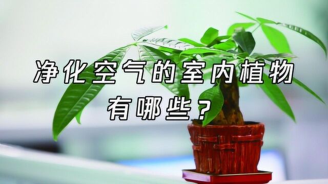 净化空气的室内植物有哪些?