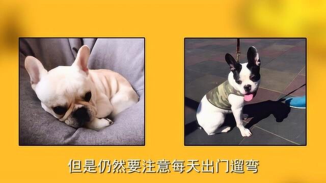 法斗犬优缺点介绍