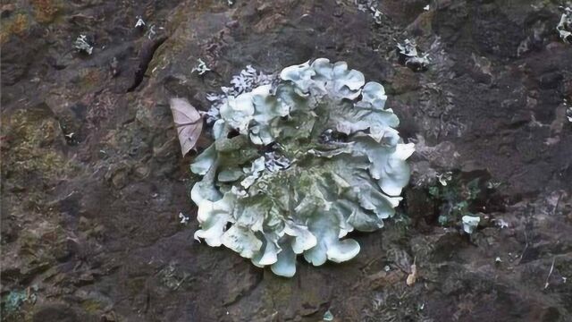 这种石头开的花《本草纲目》有记载,老中医:洗净能当菜吃!