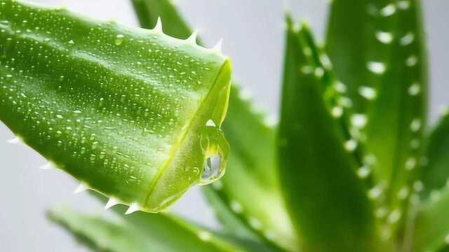 怎样才能发挥芦荟最大的功效?看完才知道居然如此强大!