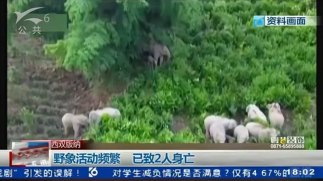 野象活动频繁 已致2人身亡