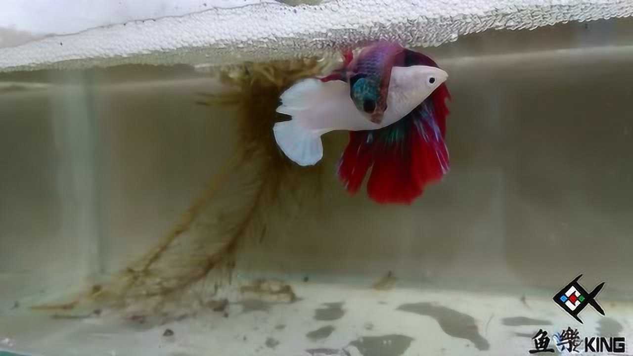 斗鱼开始抱卵了,为了产卵这画面太唯美了