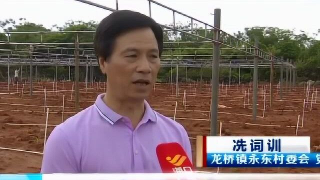 龙华区:探索“党员+合作社+产业+扶贫户”新模式