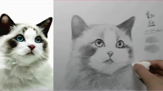 素描猫咪怎么画?来看看怎么画好你的素描猫咪吧!