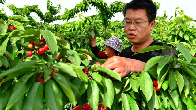 万荣县樱桃红 观光采摘喜增收