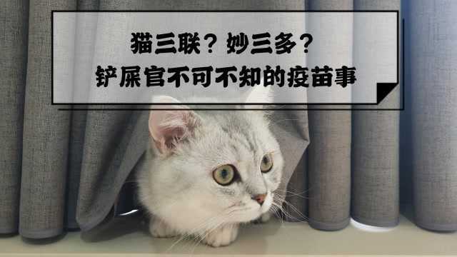 猫三联?妙三多?铲屎官不可不知的疫苗事