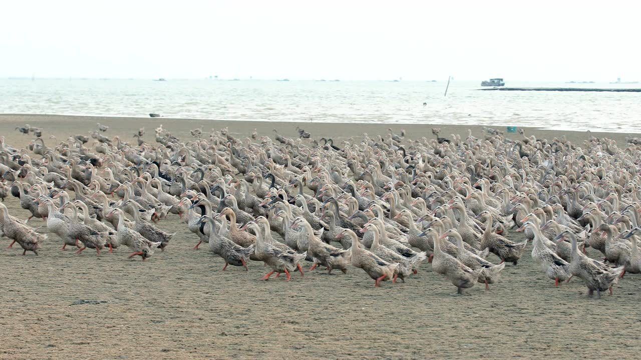 广西北海海鸭生态区2