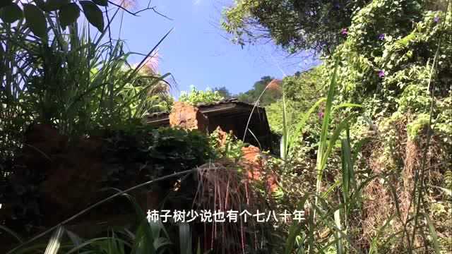 福建一处盛产茶叶和柿子的小金山 如今变成无人居住的鬼村