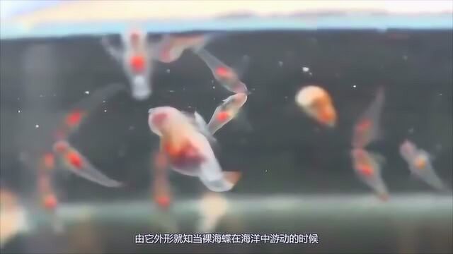 美丽的裸海蝶,娇柔的样子让人难以相信,它是肉食性掠食动物!