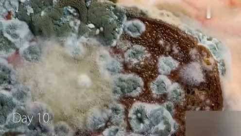 微博公开课延时摄影 面包泡在水里 看霉菌的生长过程 画面放大