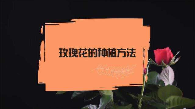 玫瑰花应该如何进行种植