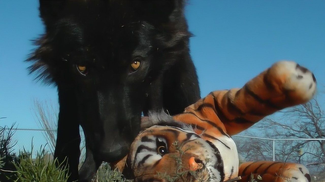 北美灰狼和老虎图片