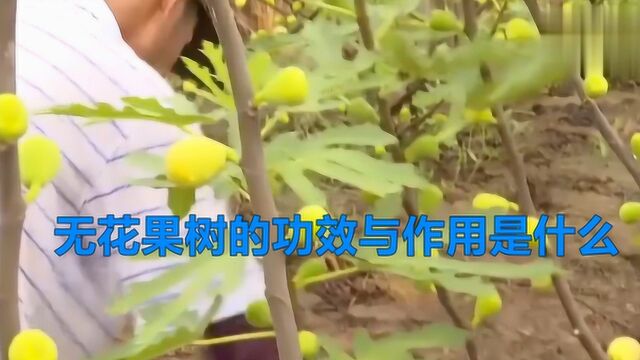 无花果树的功效与作用是什么