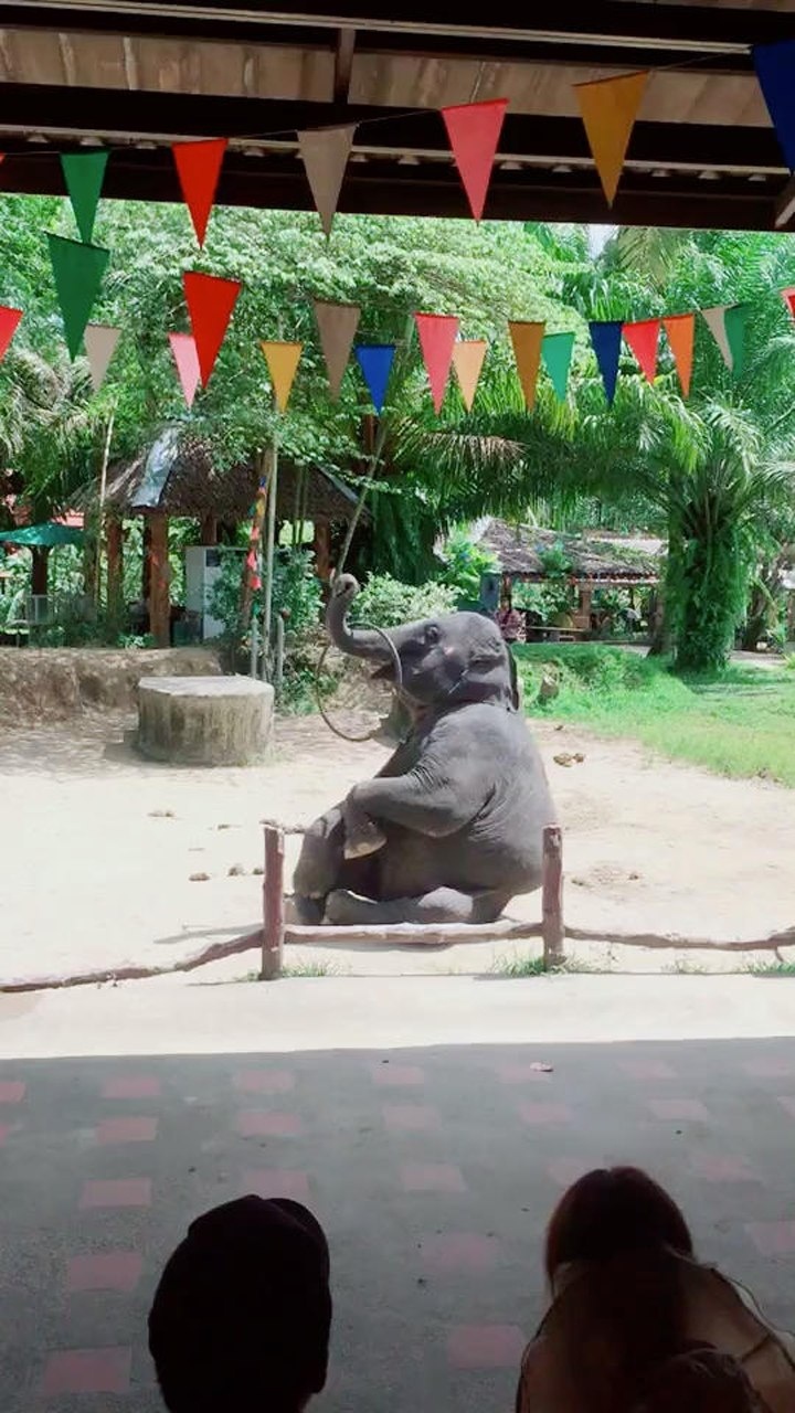 大象鼻子转圈圈