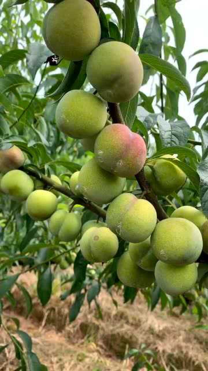 四川的脱核李子,非常的甜,你吃过吗?