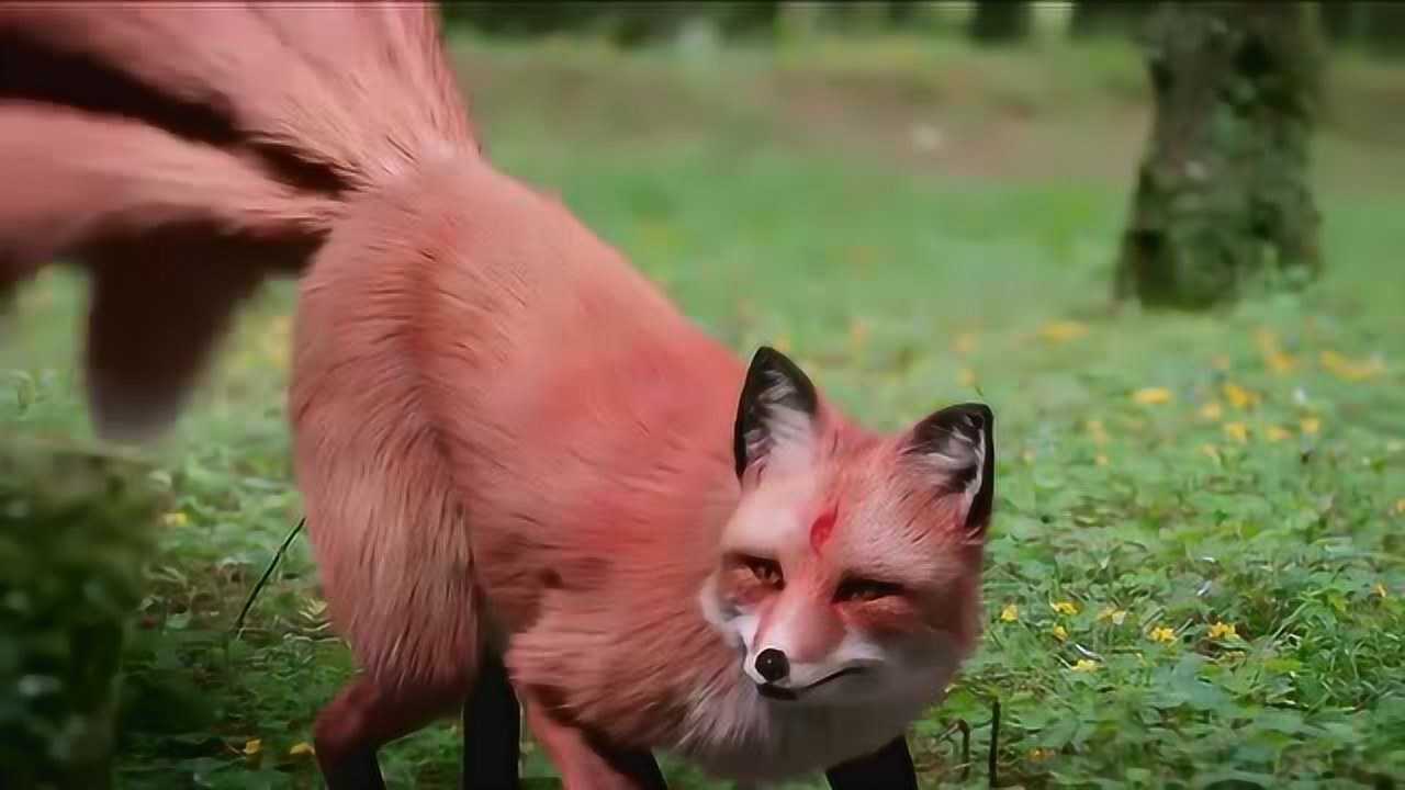 真实九尾红狐图片图片